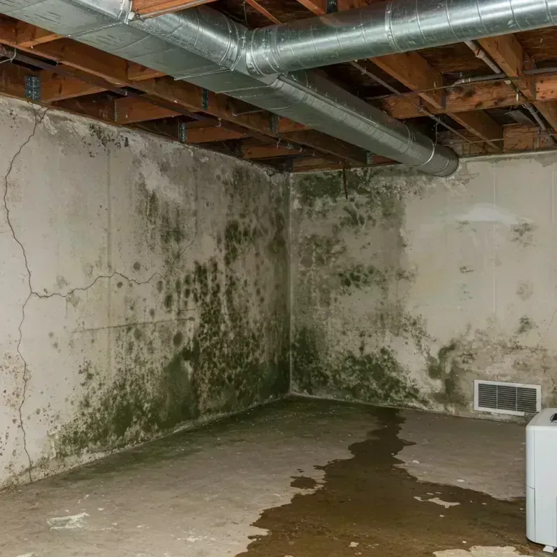 Professional Mold Removal in Spindale, NC